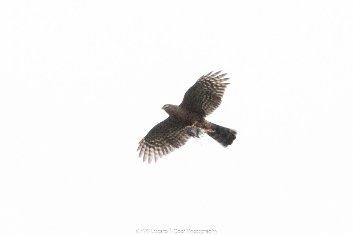 Sharp-shinned Hawk - ML646138001
