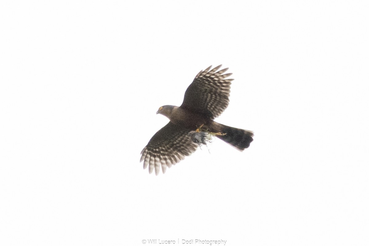 Sharp-shinned Hawk - ML646138002