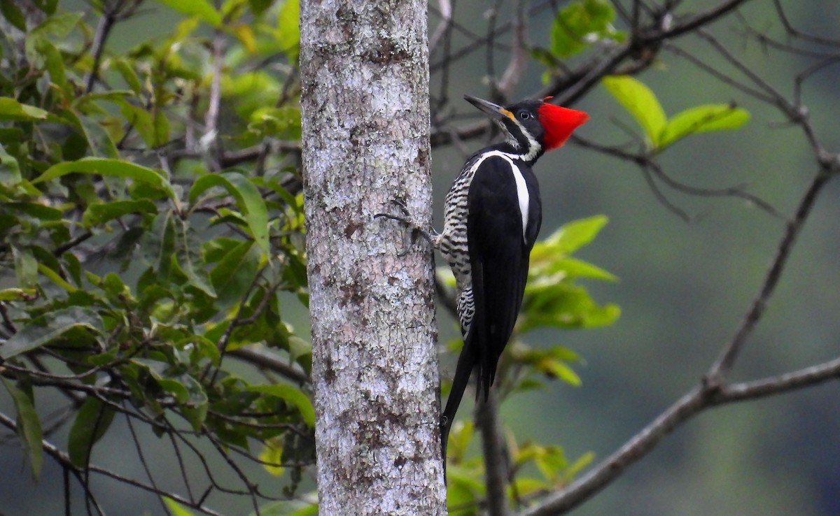 Lineated Woodpecker - ML646138003