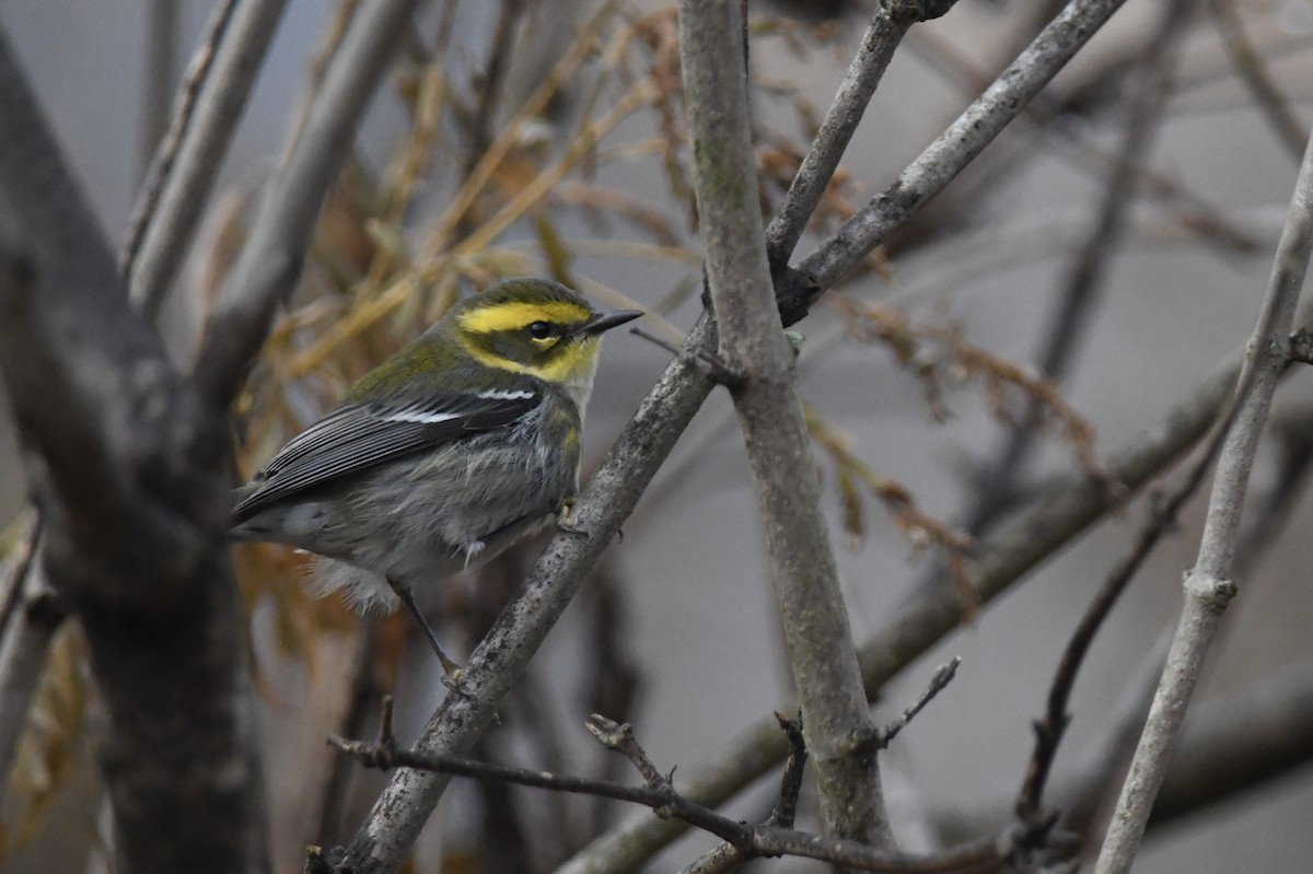 Townsend's Warbler - ML646138004