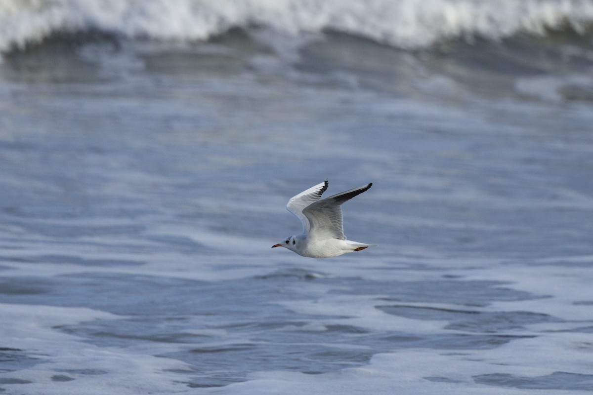 Black-headed Gull - ML646138005