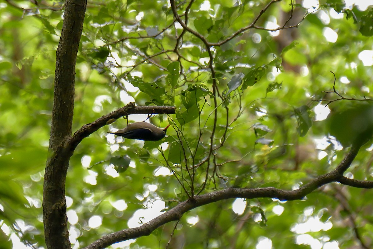 Velvet-fronted Nuthatch - ML646138006