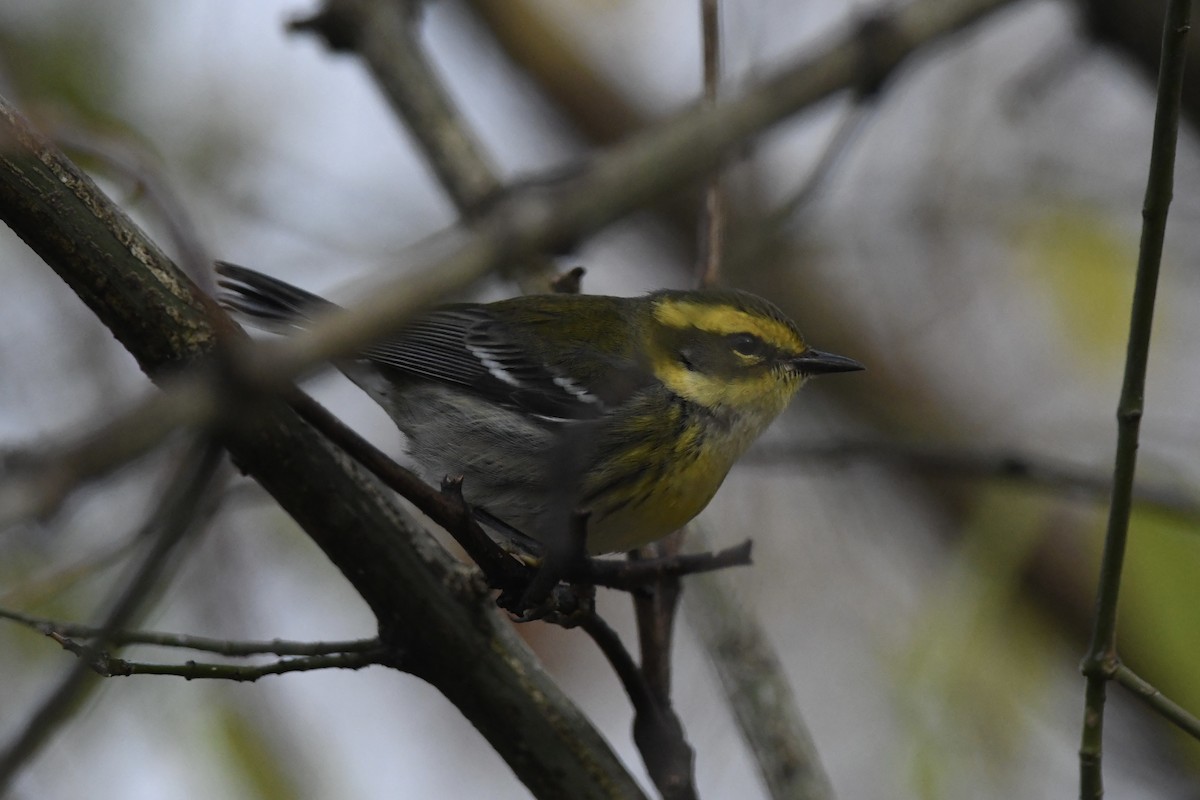 Townsend's Warbler - ML646138007