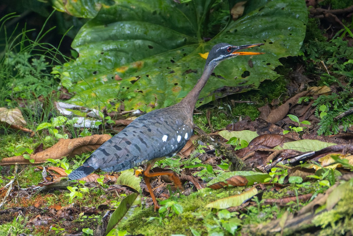 Sunbittern - ML646138008