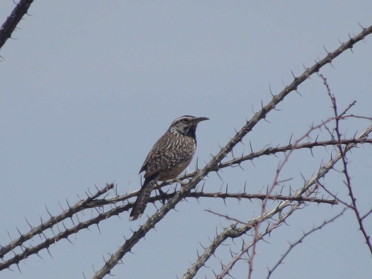 Cactus Wren - ML646138009