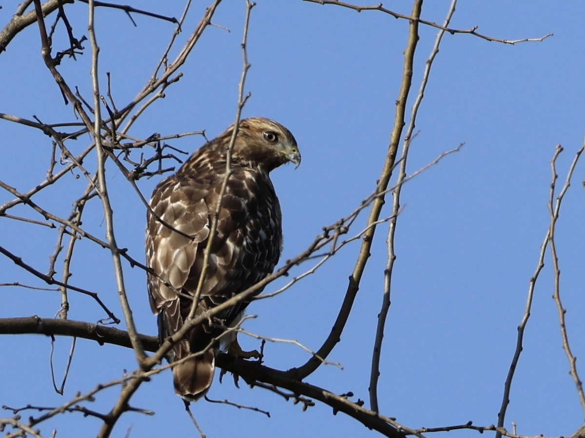 Red-shouldered Hawk - ML646138010