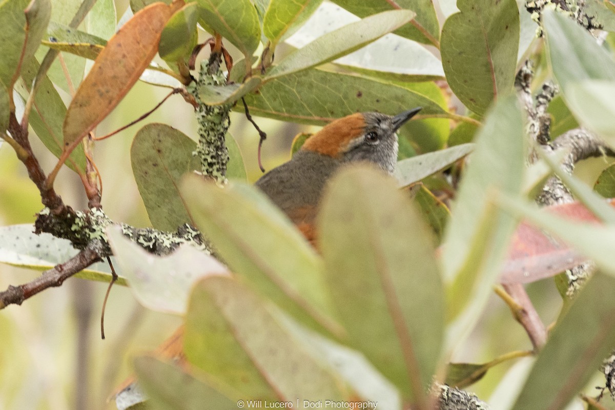 Azara's Spinetail - ML646138011