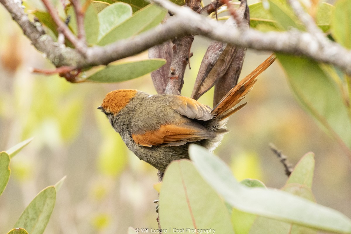 Azara's Spinetail - ML646138012