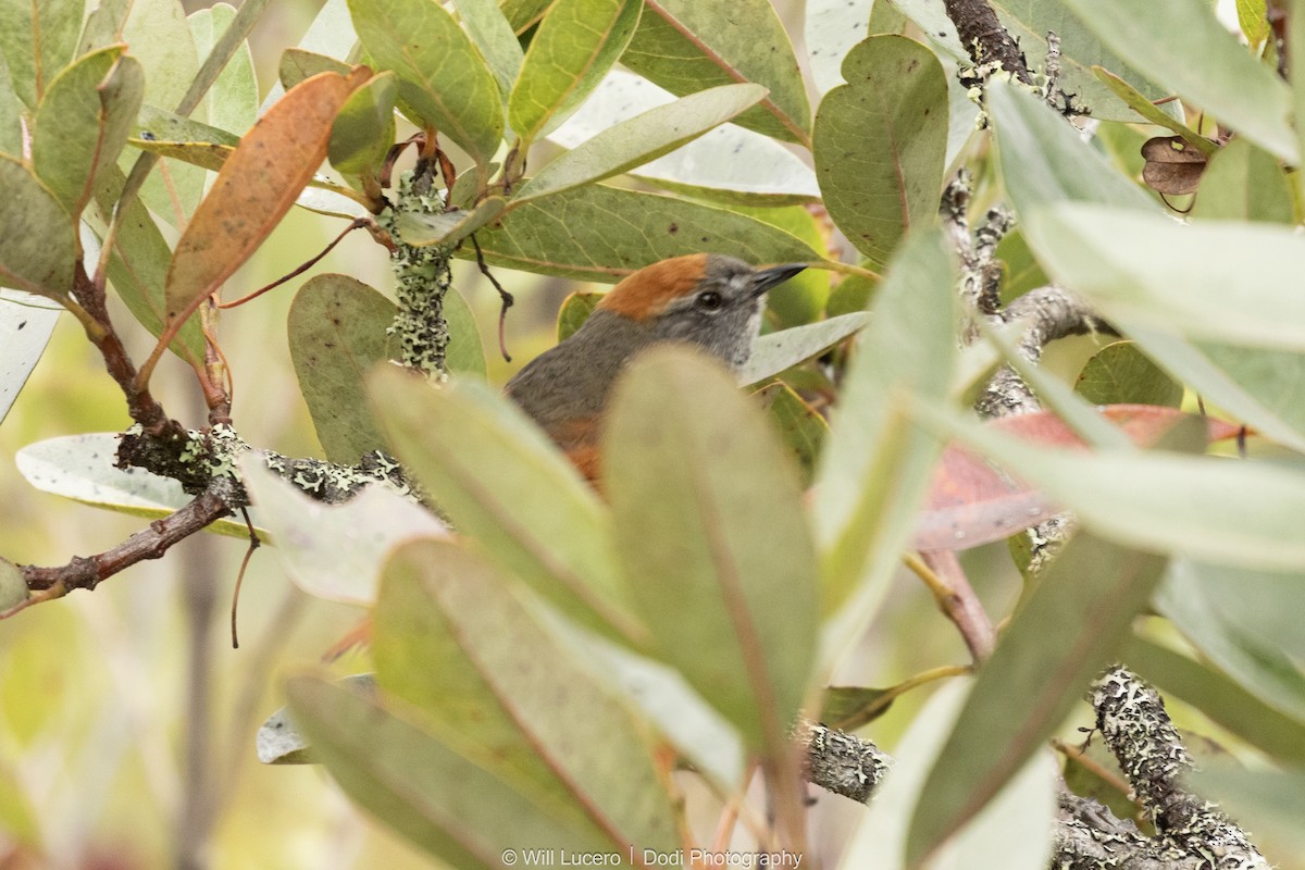 Azara's Spinetail - ML646138013