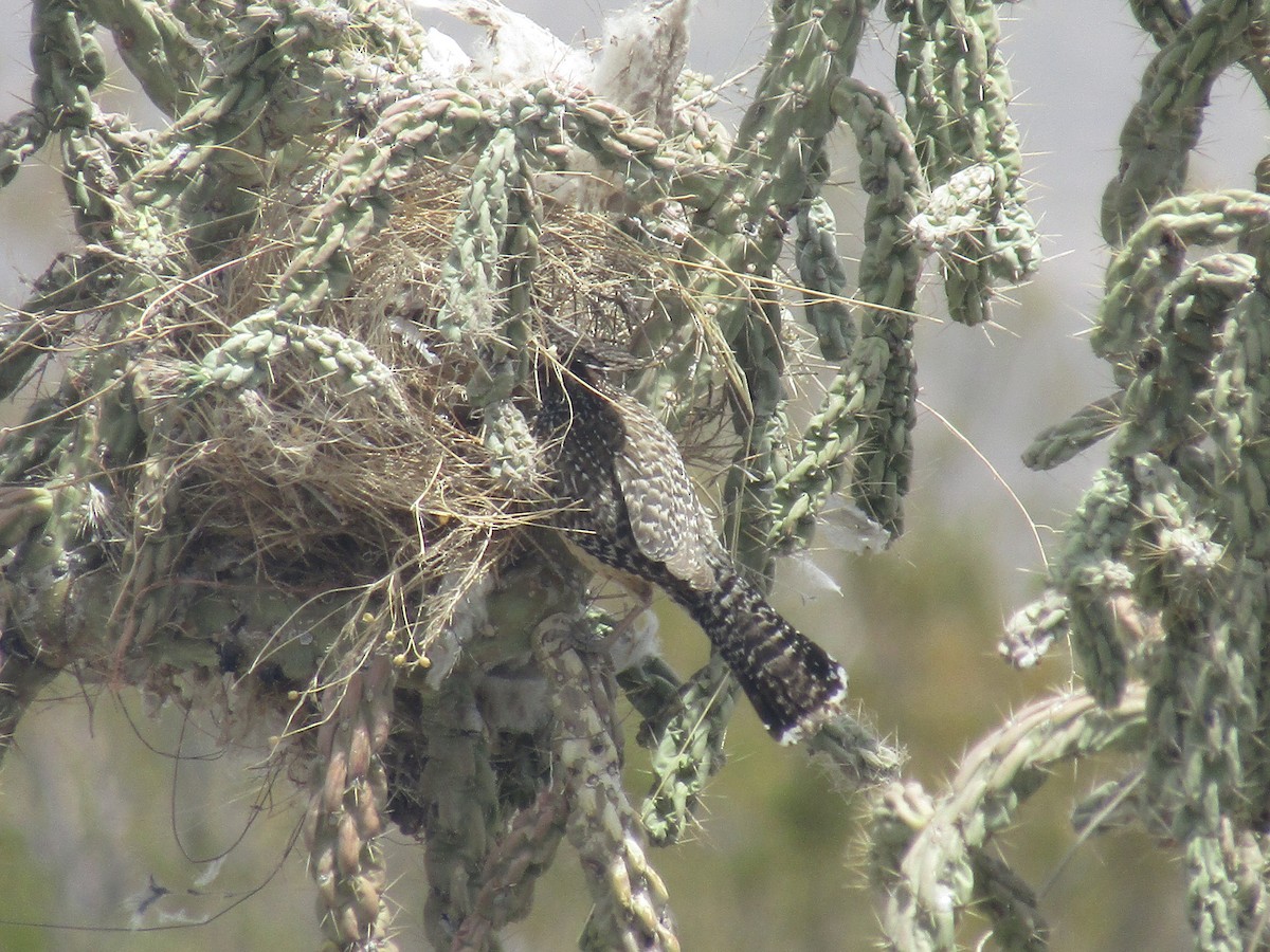 Cactus Wren - ML646138015