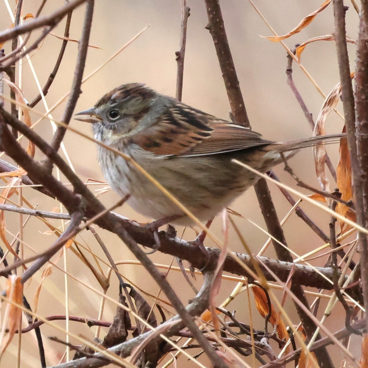 Swamp Sparrow - ML646138016