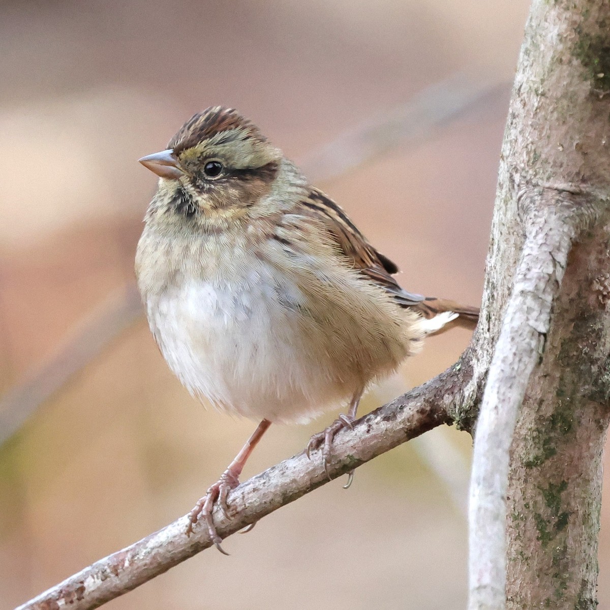 Swamp Sparrow - ML646138017