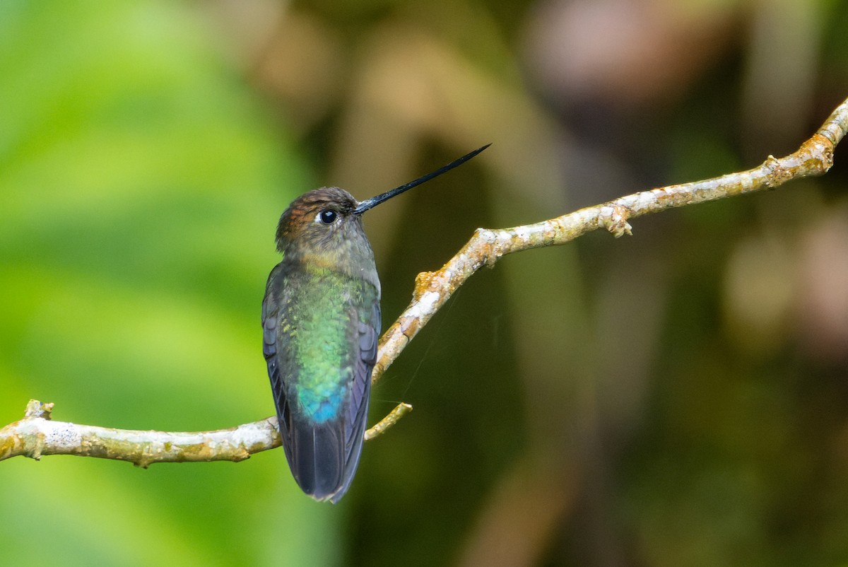Green-fronted Lancebill - ML646138018