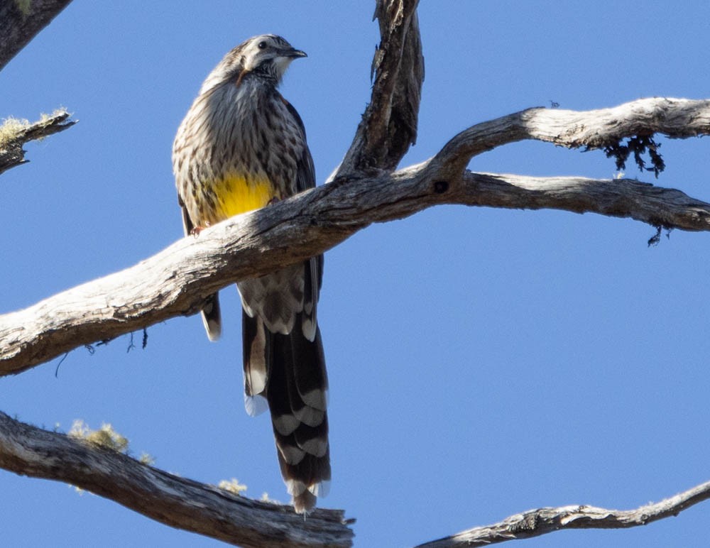 Yellow Wattlebird - ML646138019