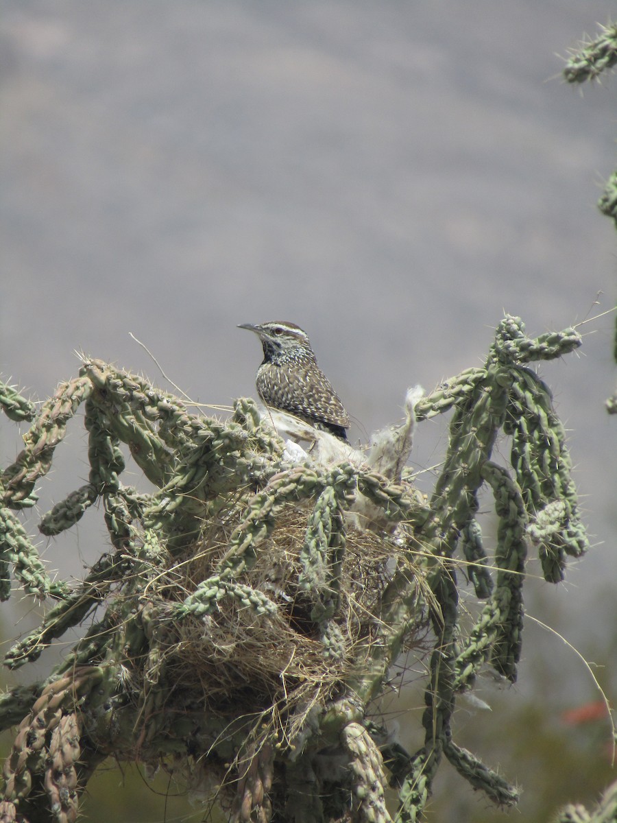 Cactus Wren - ML646138020