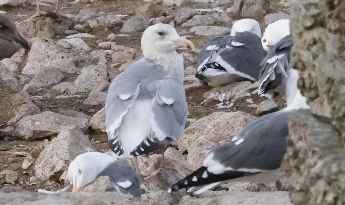 American Herring x Glaucous-winged Gull (hybrid) - ML646138021