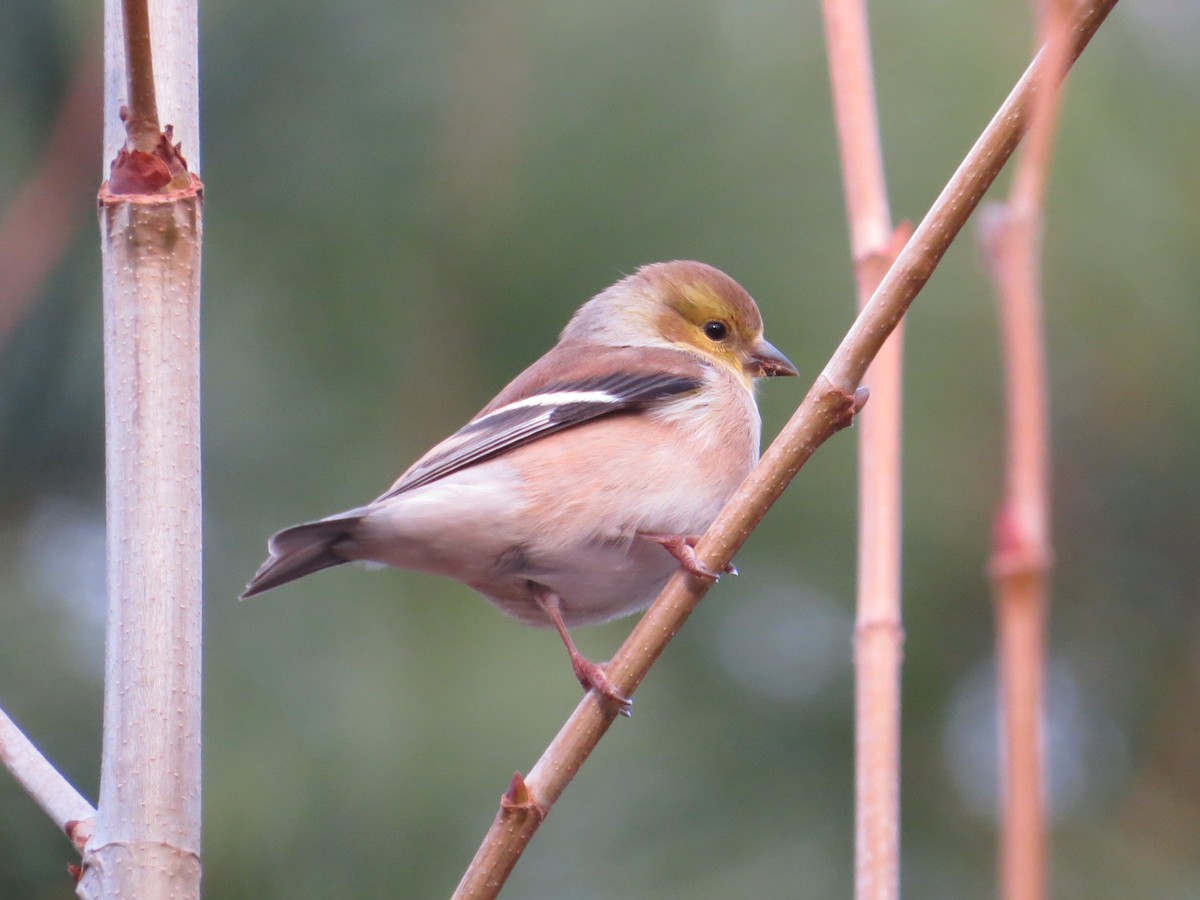 American Goldfinch - ML646138025