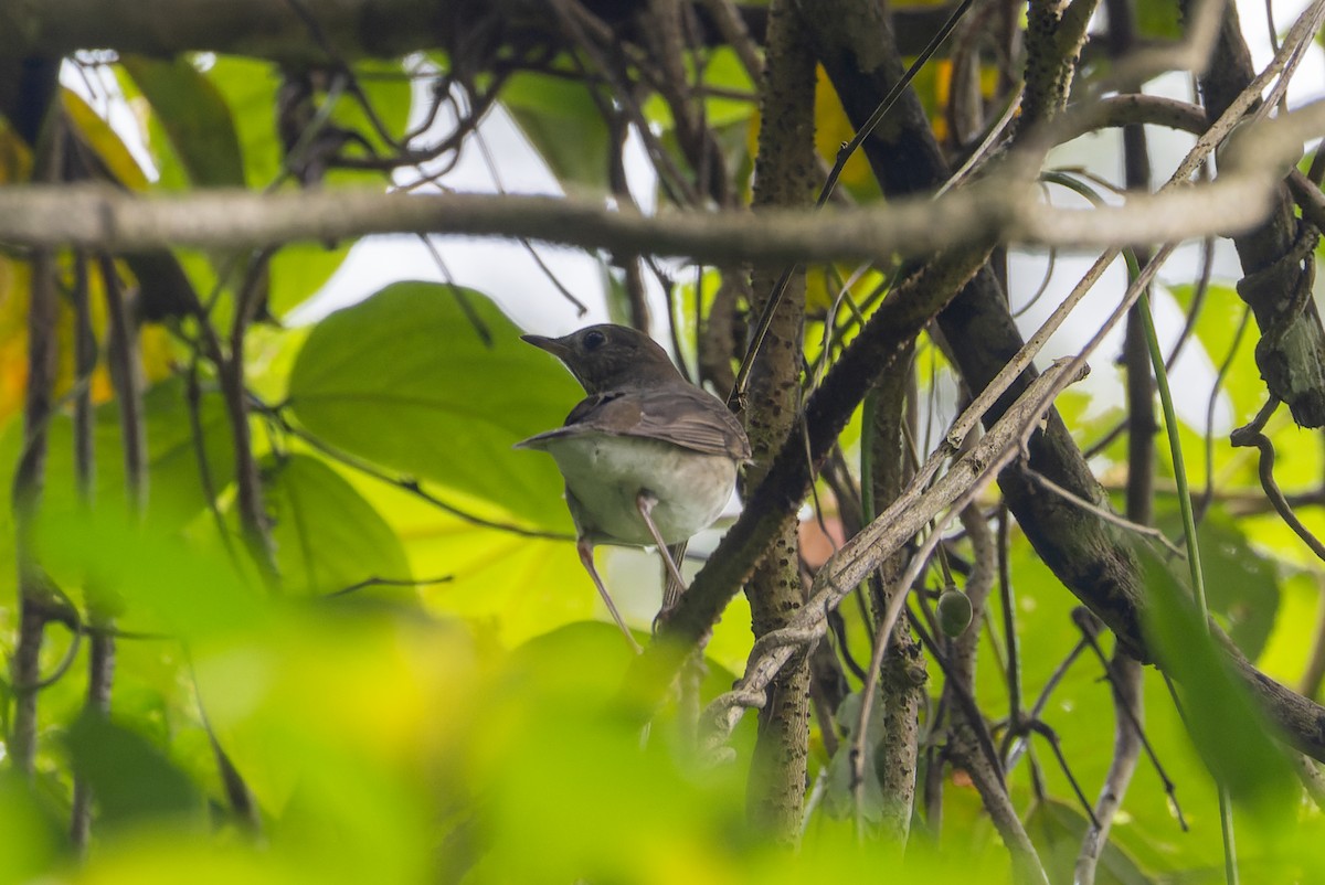 Gray-cheeked Thrush - ML646138028