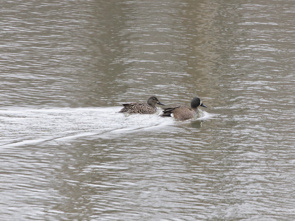 Zertzeta hegalurdina - ML646138042