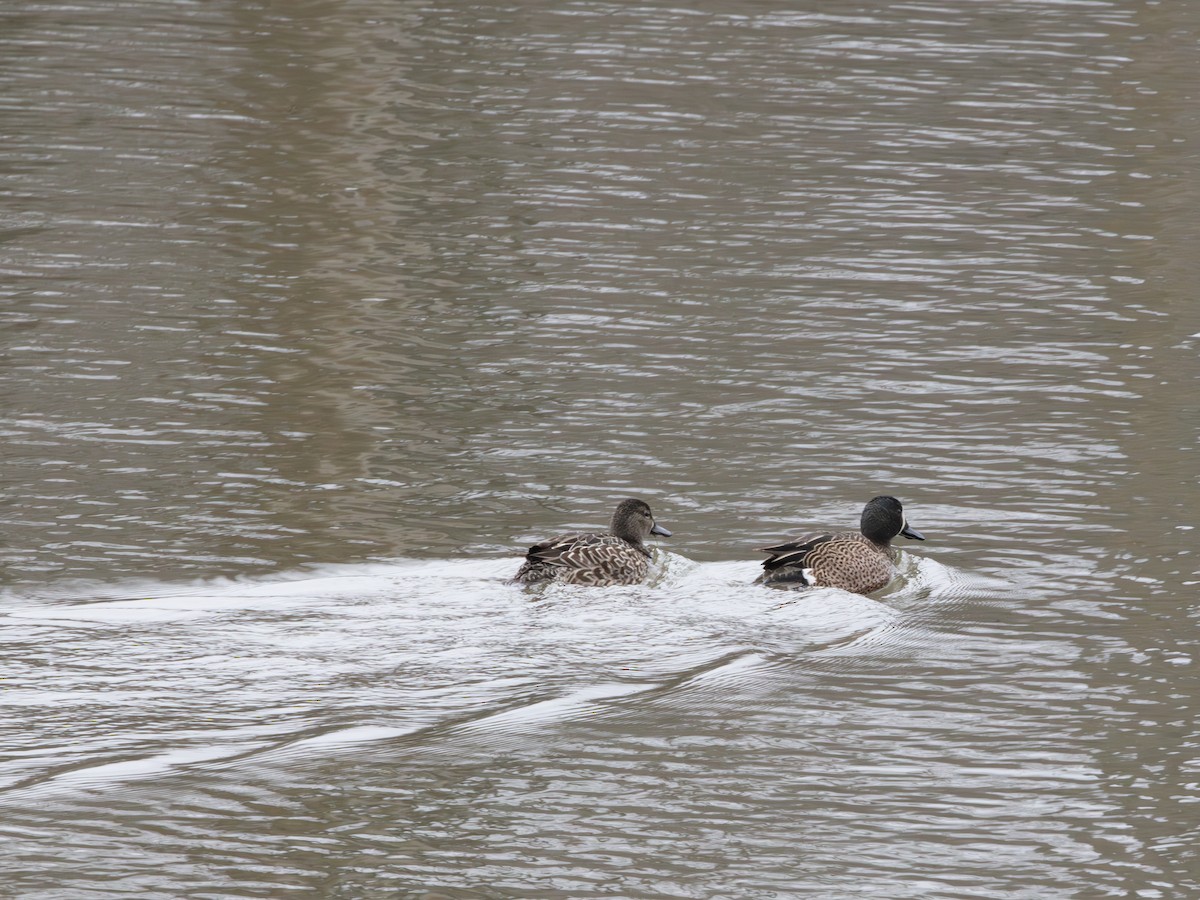 Zertzeta hegalurdina - ML646138043