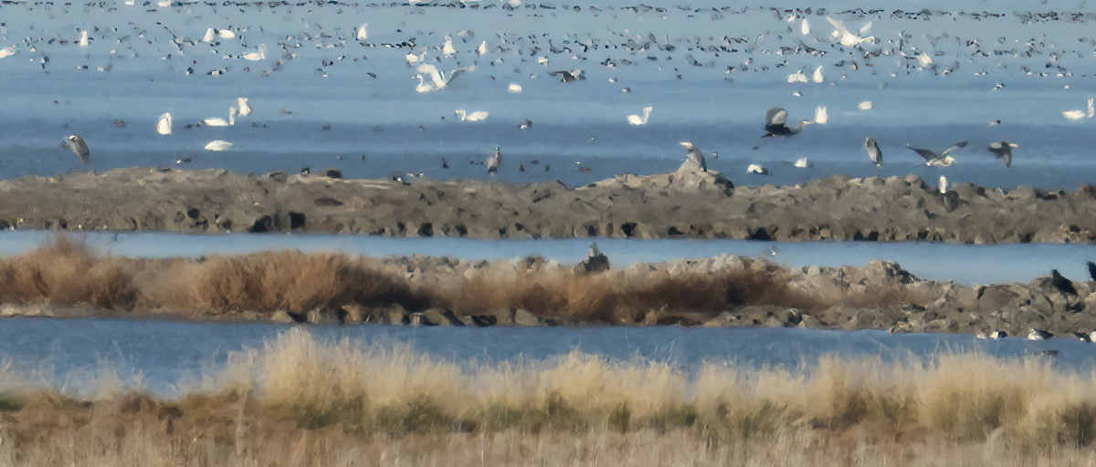 Great Blue Heron - ML646138051