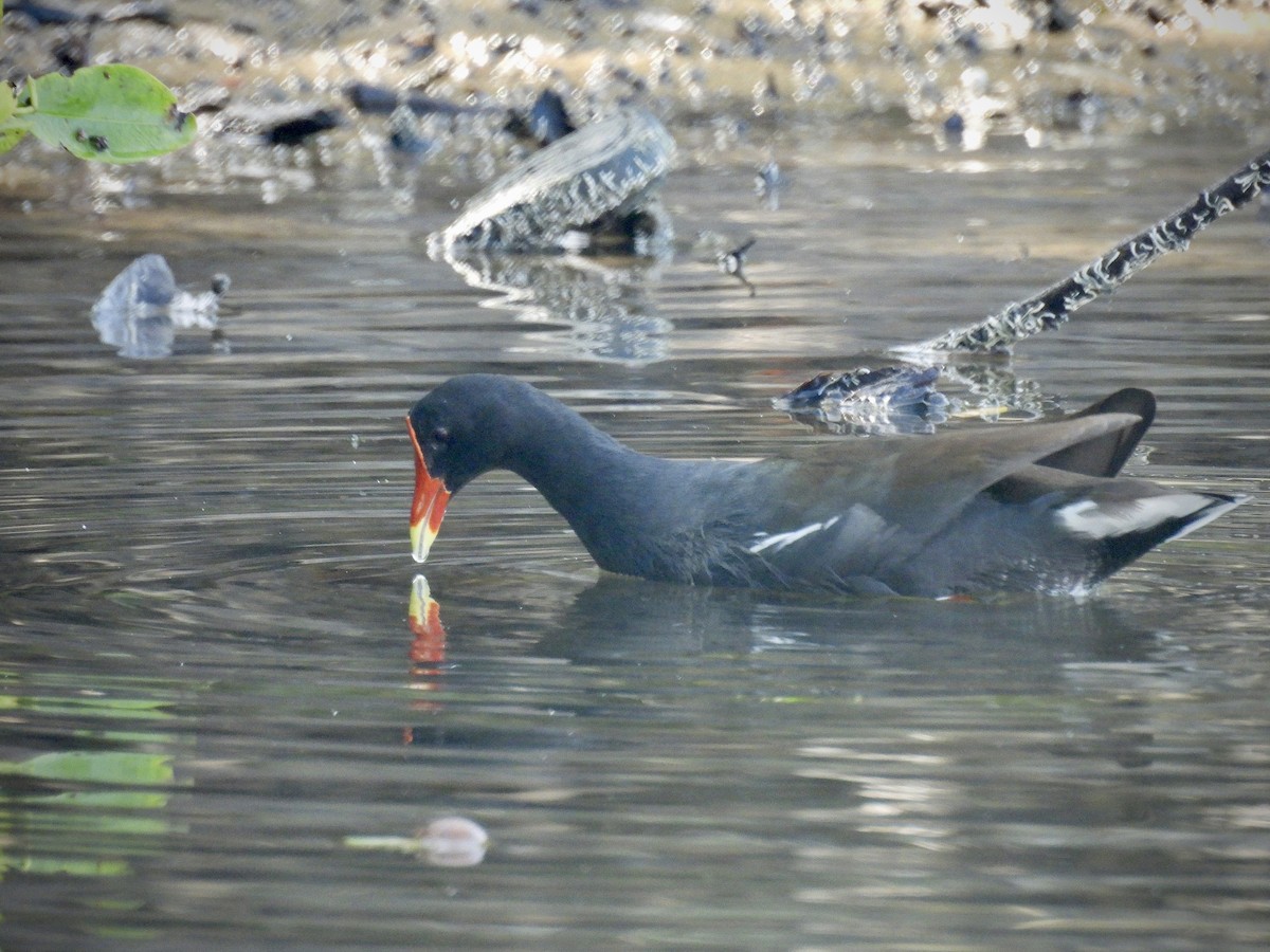 slípka americká - ML646138056