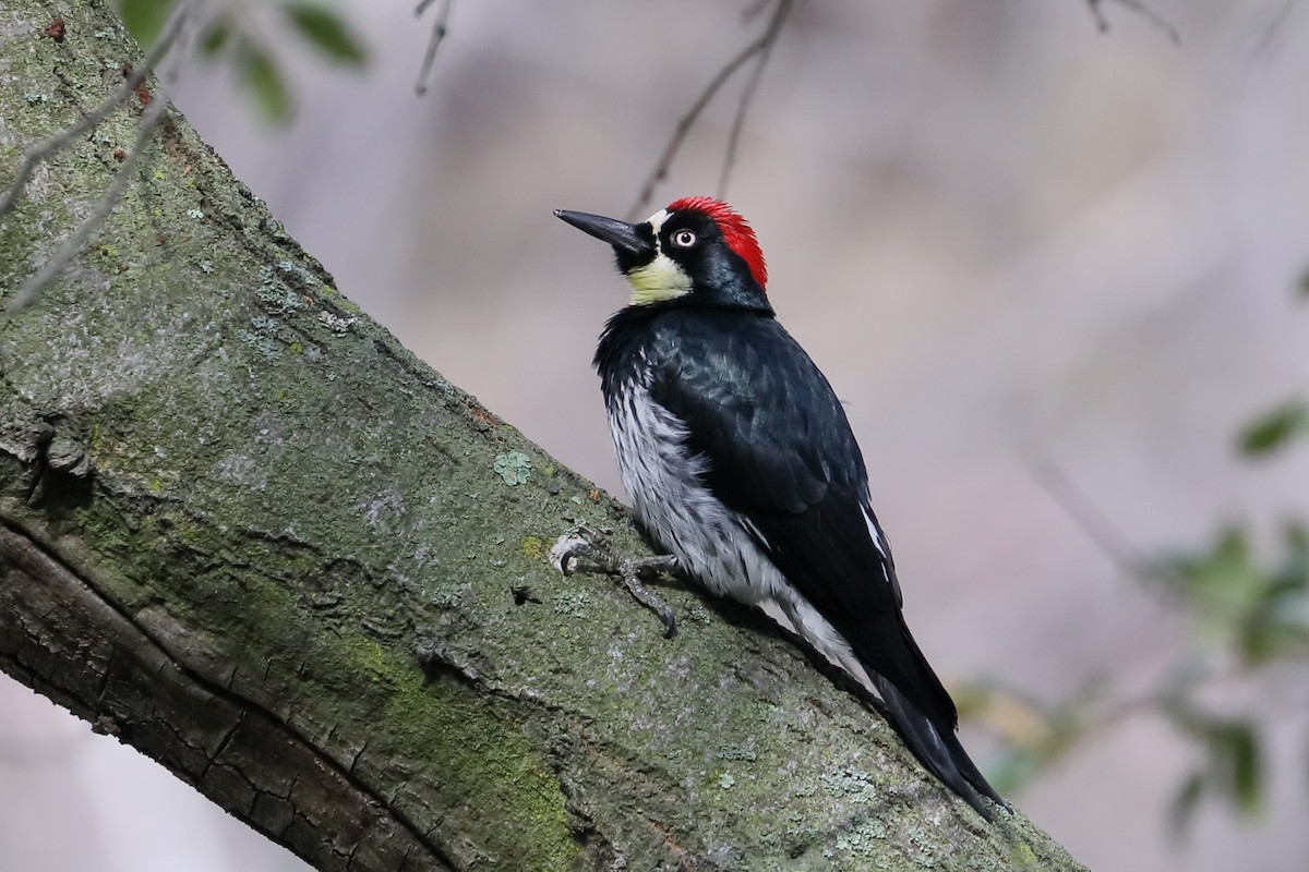 Acorn Woodpecker - ML646138060