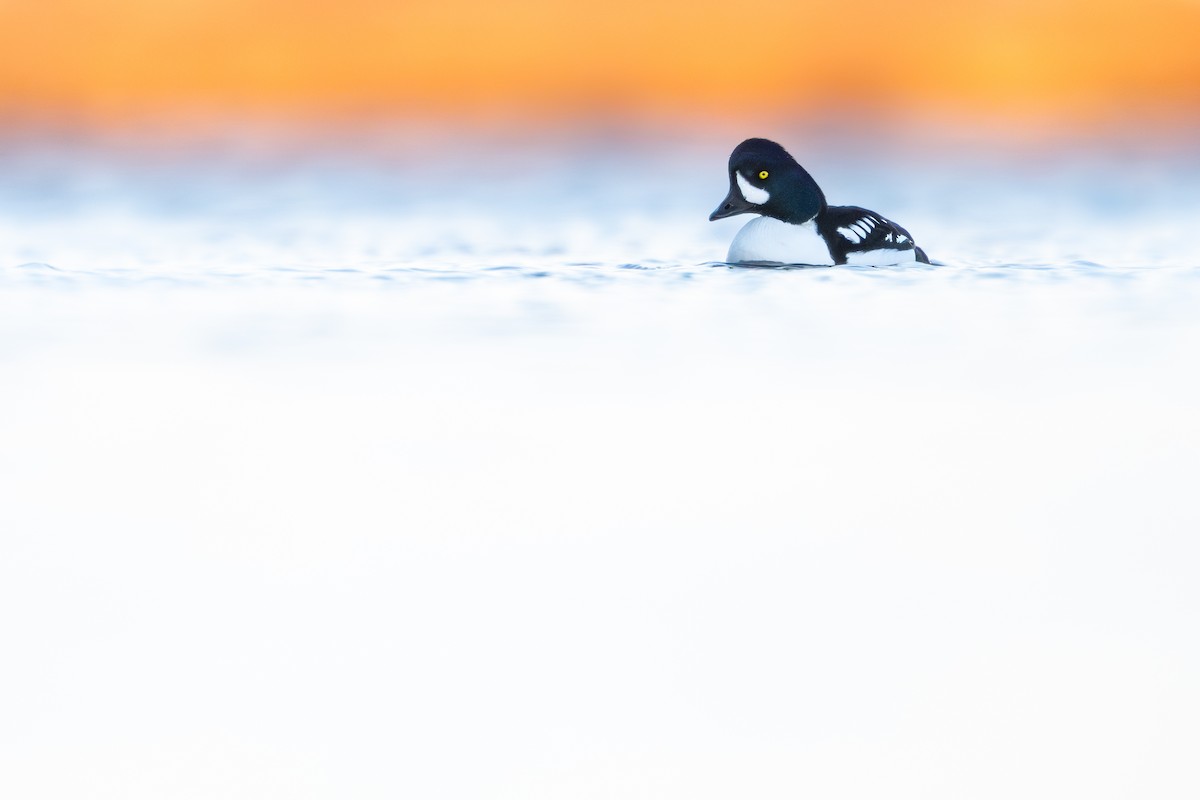 Barrow's Goldeneye - ML646138061