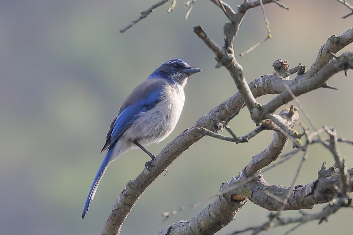California Scrub-Jay - ML646138073