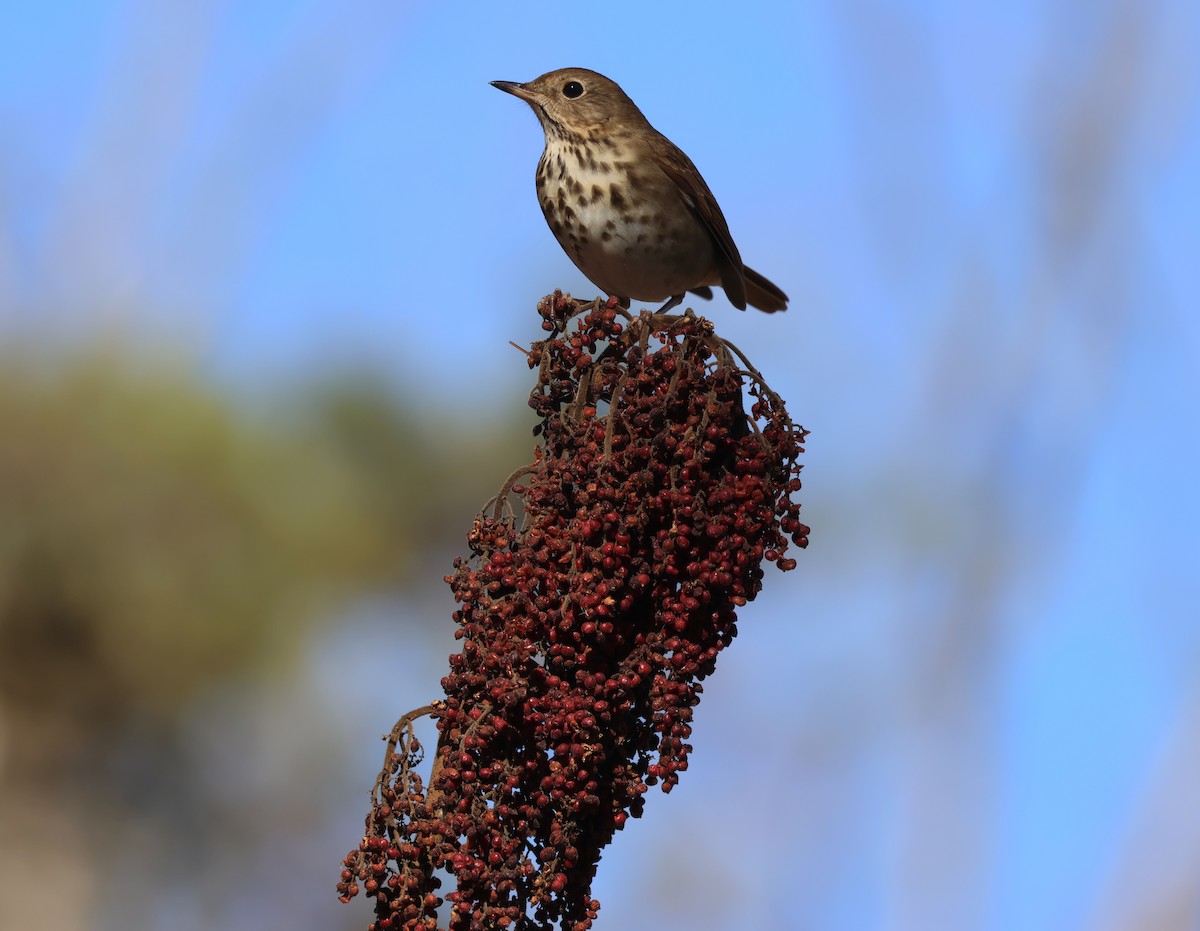 Hermit Thrush - ML646138082