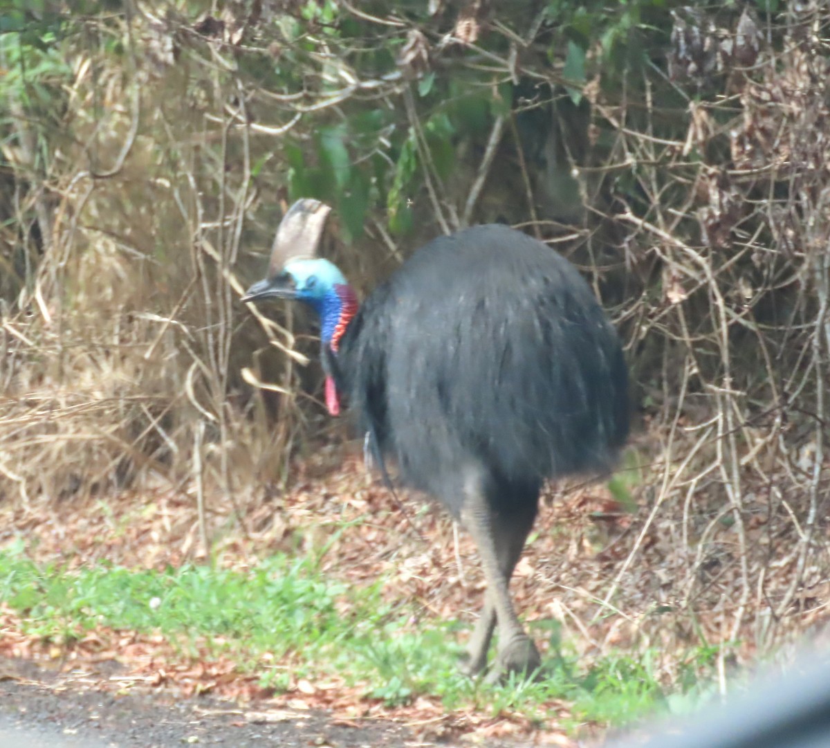 Güneyli Kasuari - ML646138085