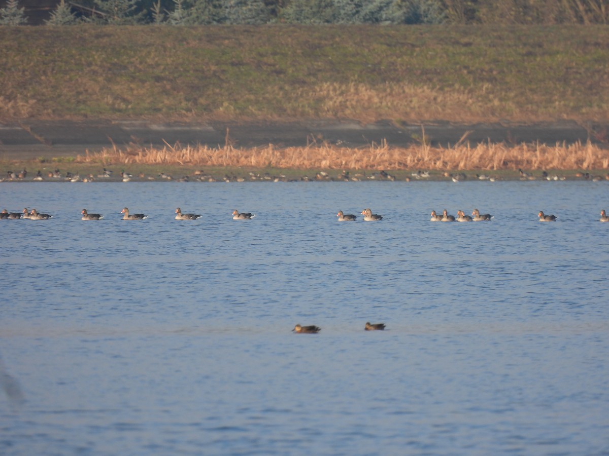 Гуска сіра - ML646138090