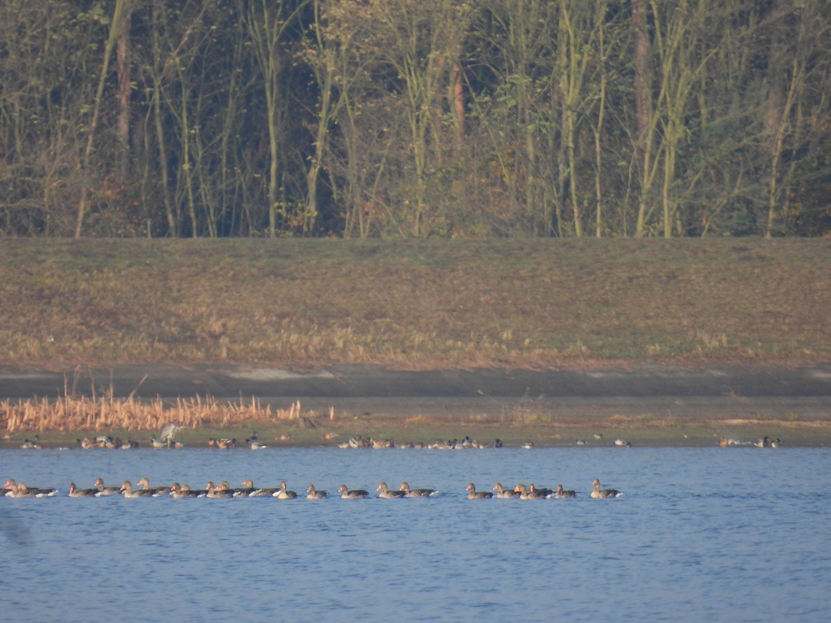 Гуска сіра - ML646138091