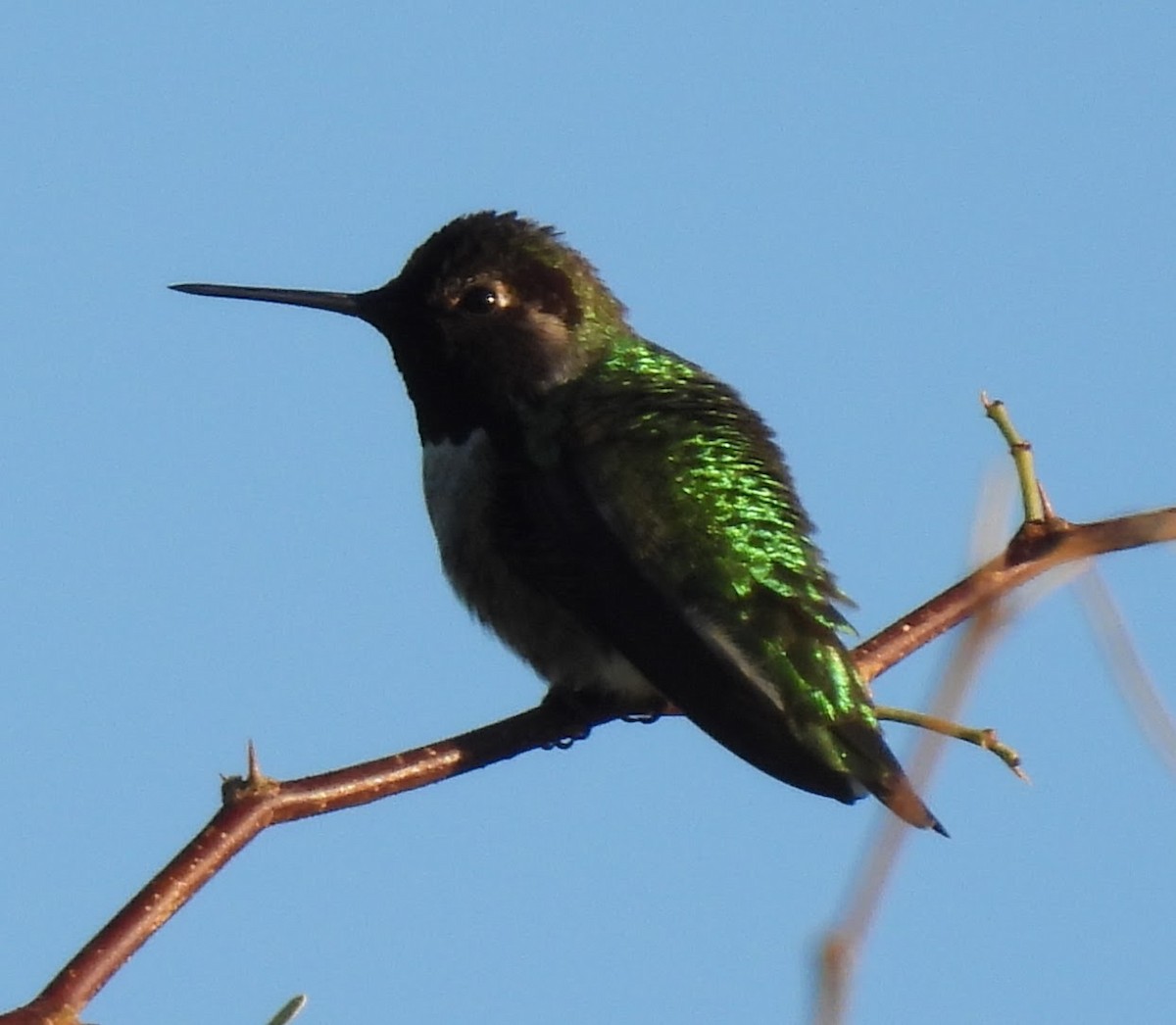 Anna's Hummingbird - ML646138092