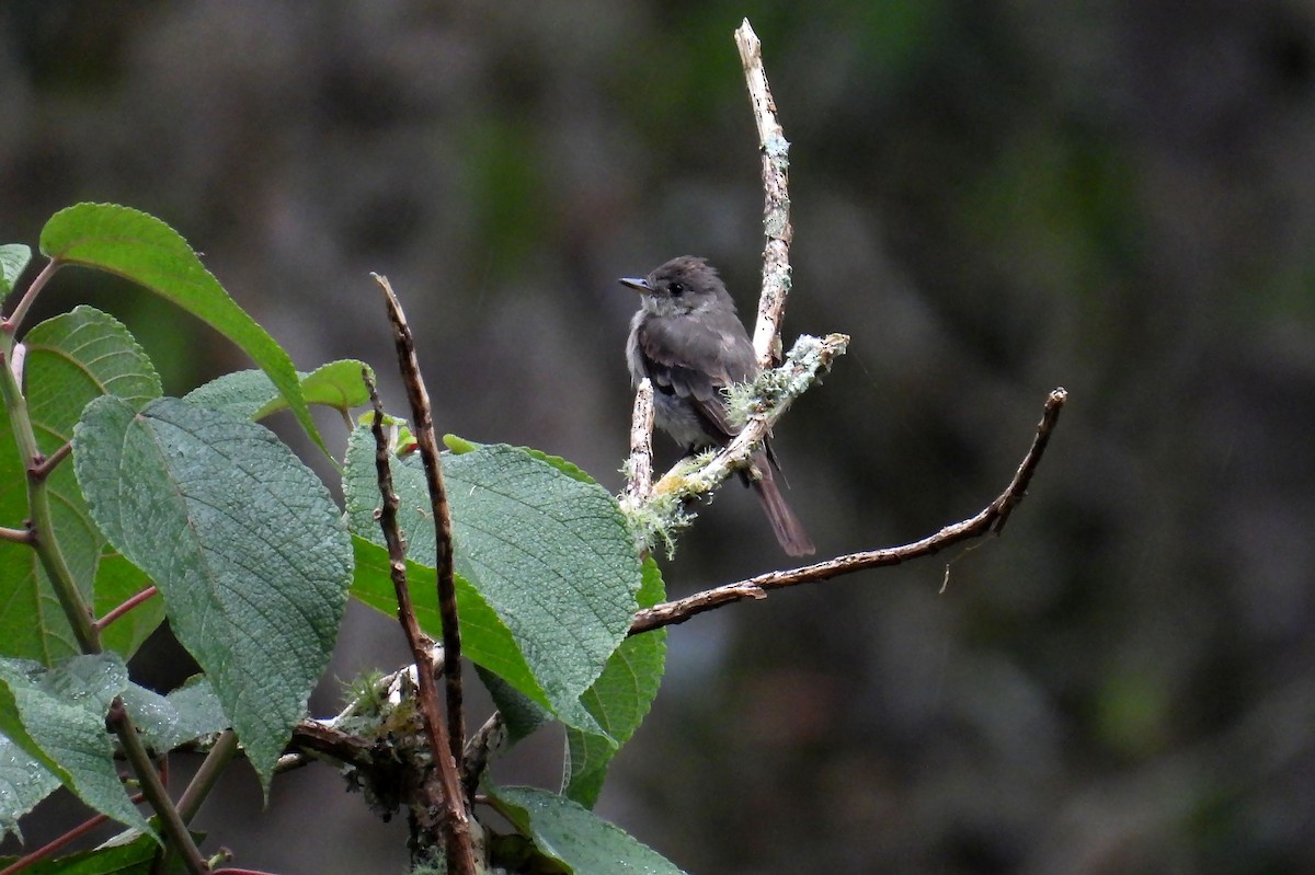 Western Wood-Pewee - ML646138094