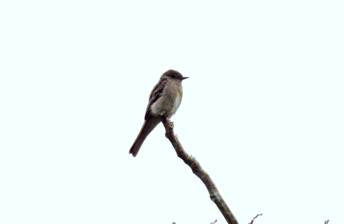 Western Wood-Pewee - ML646138095