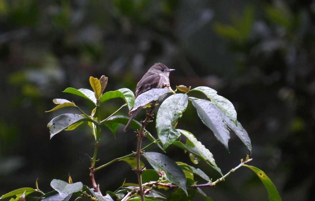 Western Wood-Pewee - ML646138096