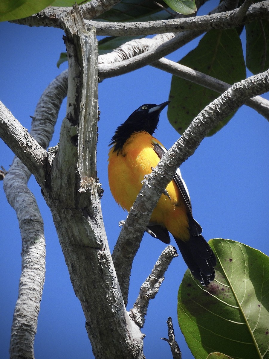 Venezüela Turpiyalı - ML646138098