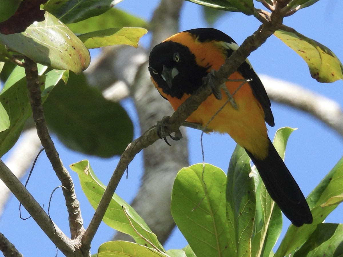 Venezüela Turpiyalı - ML646138099