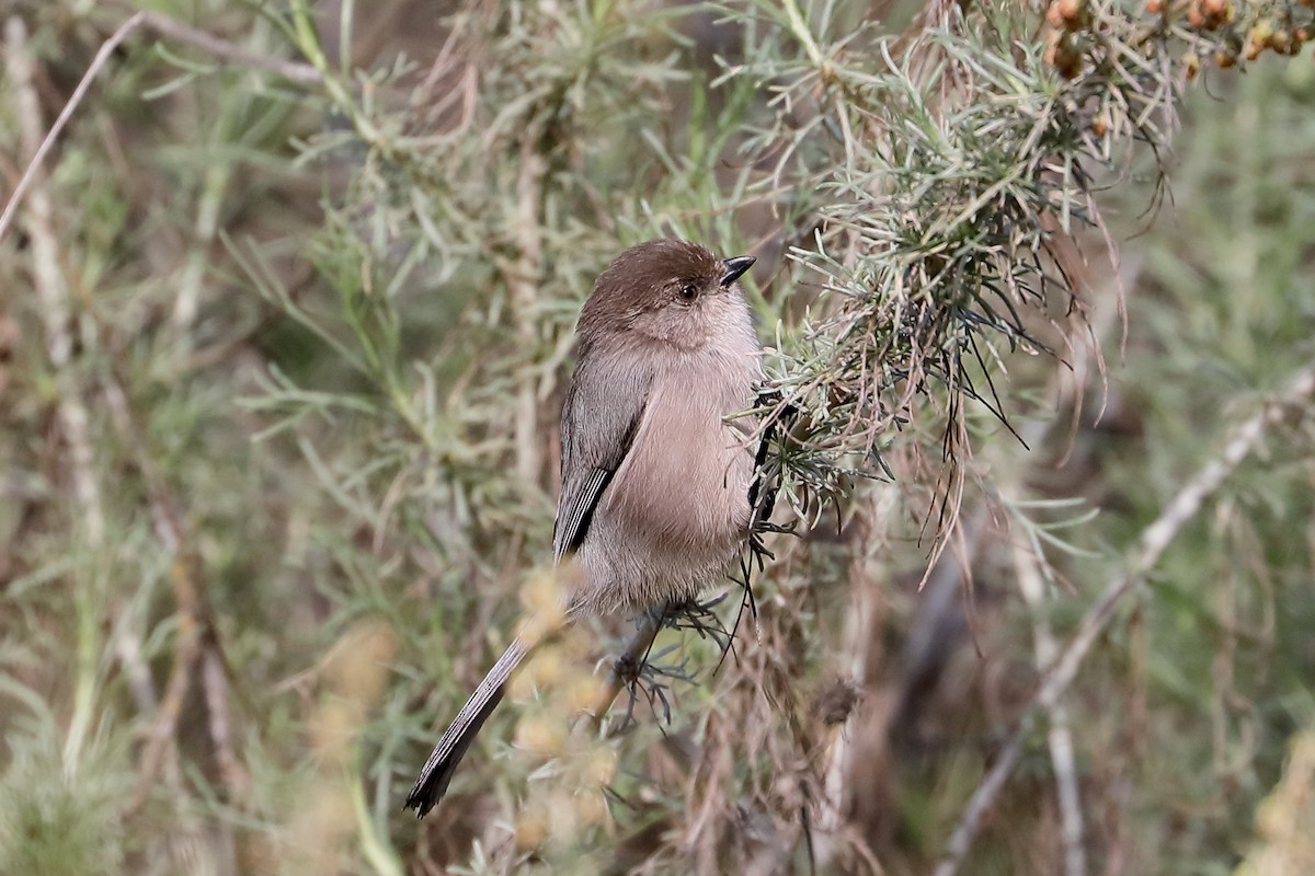 Bushtit - ML646138101