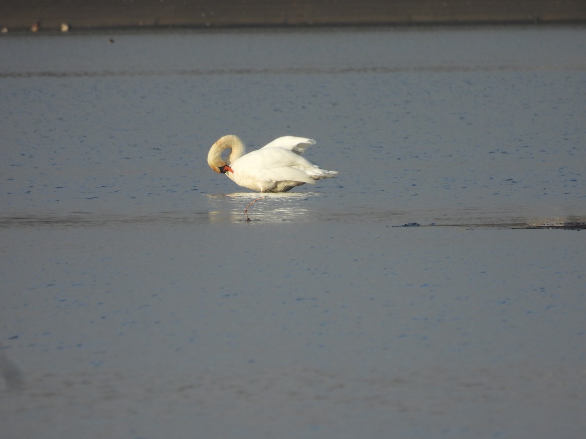 Beltxarga arrunta - ML646138108