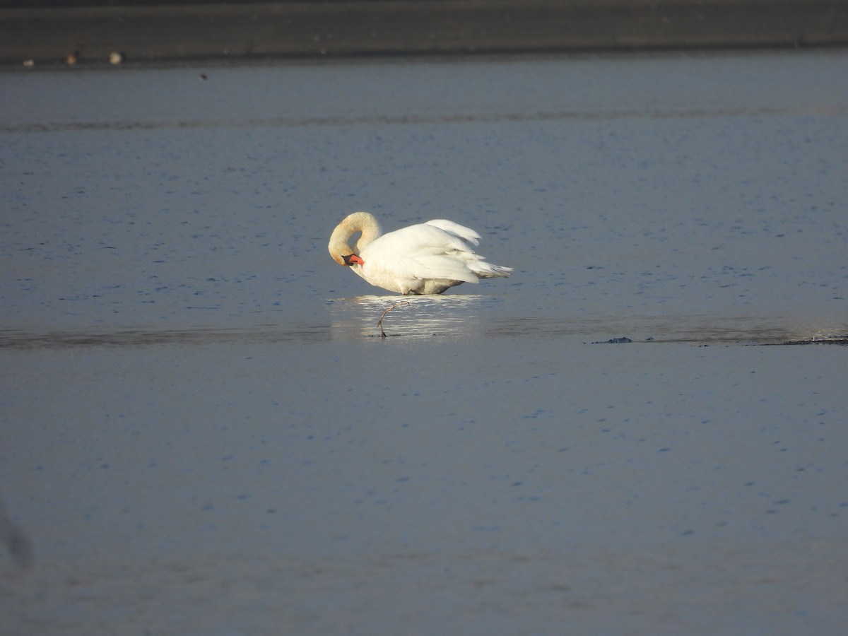 Beltxarga arrunta - ML646138109