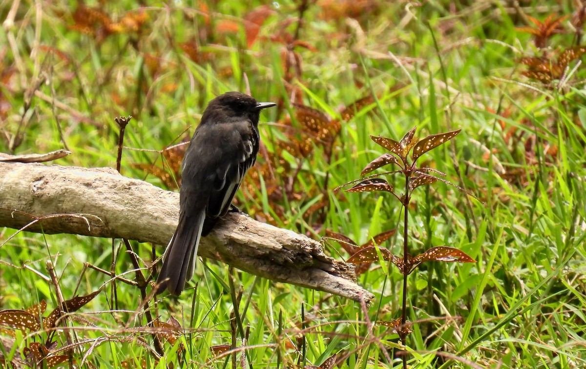 Black Phoebe - ML646138112
