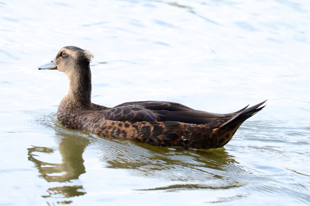 duck sp. - ML646138113