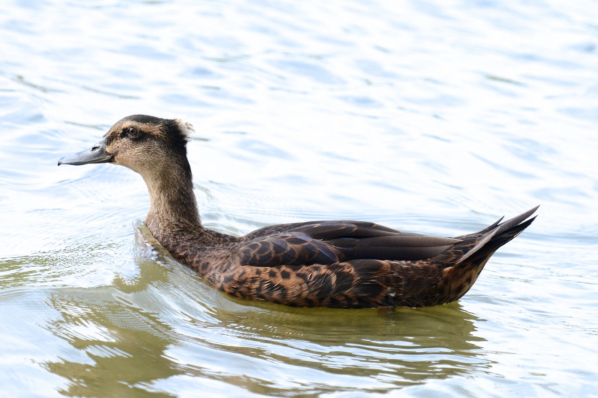 duck sp. - ML646138114