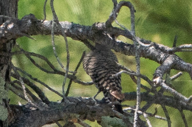 Northern Flicker - ML646138115