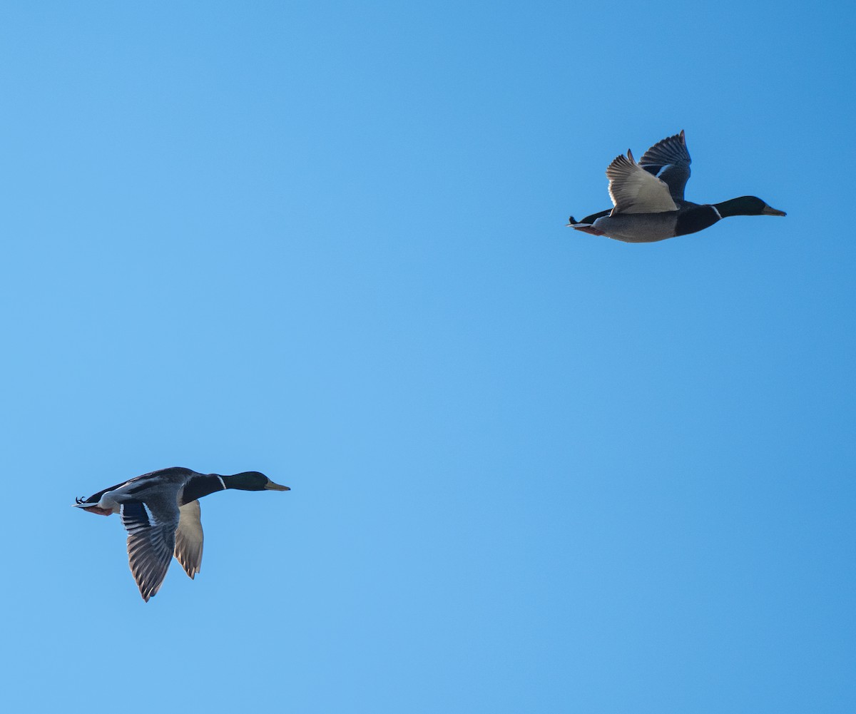 Basahatea - ML646138116