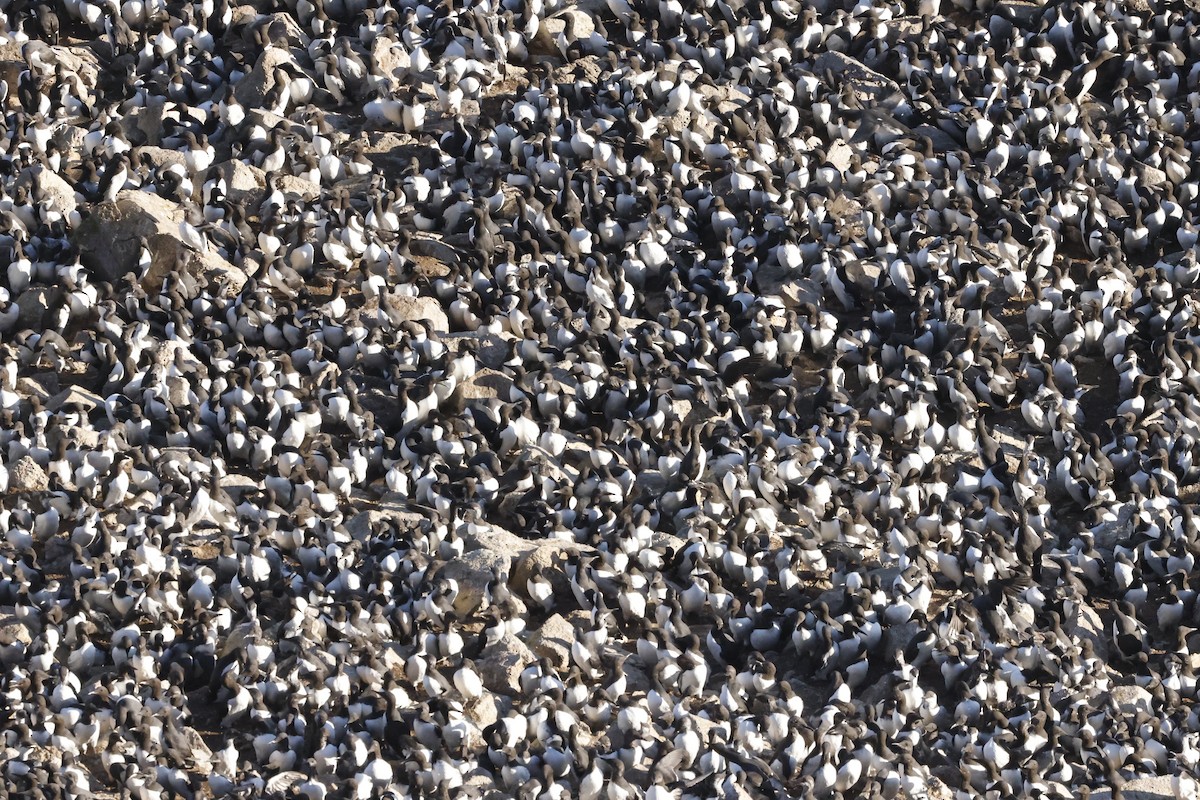 Martin pottorroa - ML646138117