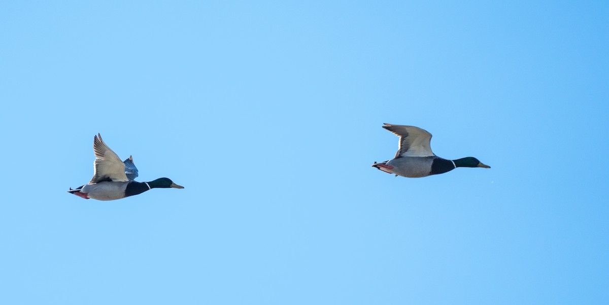 Basahatea - ML646138121