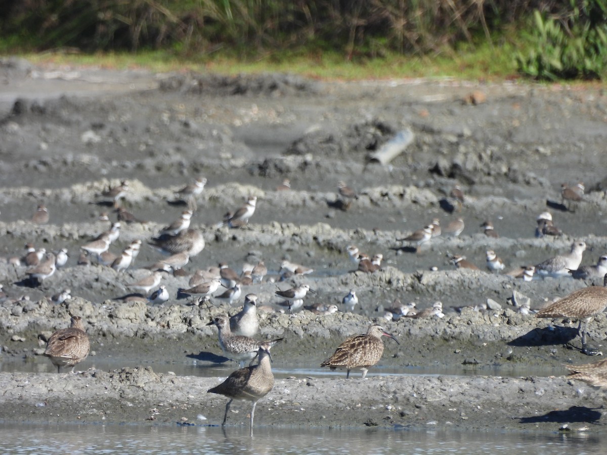 Txirri alaskarra - ML646138122